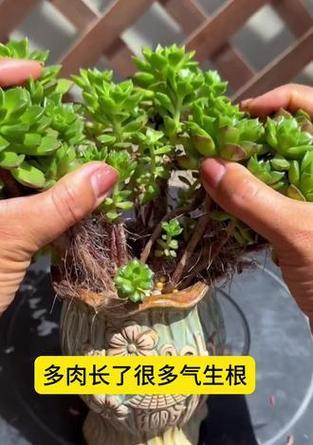 肉肉植物叶子生根技巧大揭秘（掌握关键步骤，让肉肉植物叶子轻松生根）