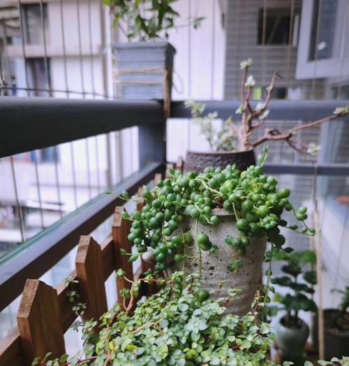 夏季植物烂根处理方法（夏季植物烂根的原因及预防措施）