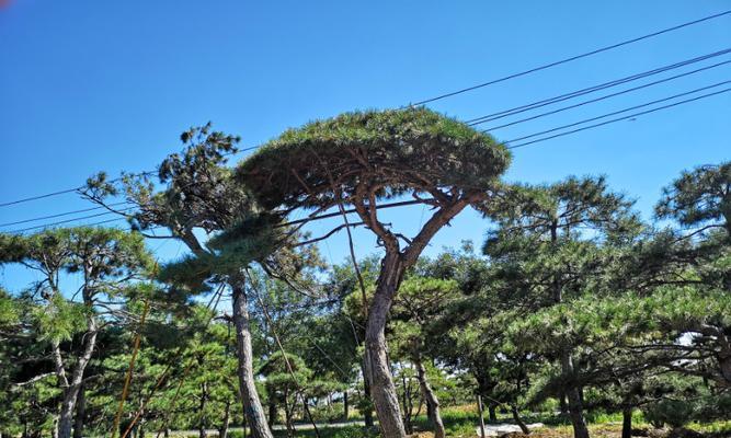 松树种植指南（从种子到苗木的全程指导，轻松栽培繁茂松树）