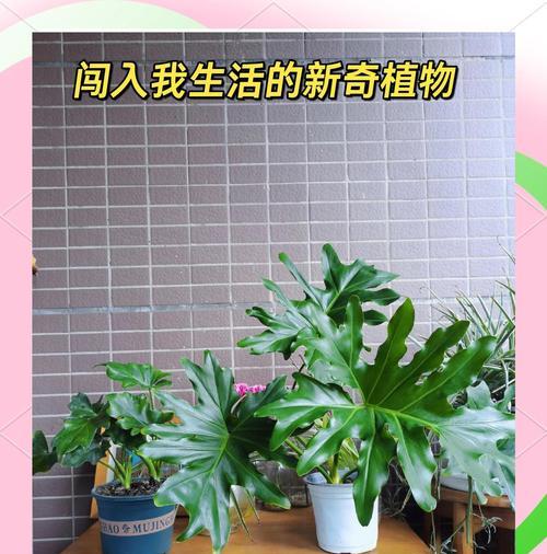 春羽水培与土培，谁更适合？（以生长速度、养护难度、环保程度为切入点的比较分析）