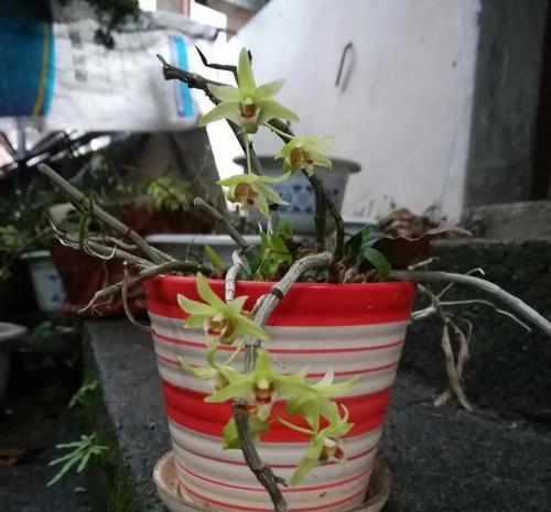 铁皮石斛的施肥养护技巧（掌握正确的施肥方法，让铁皮石斛茁壮成长）