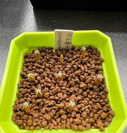 仙人球苗嫁接的技巧与注意事项（提高养殖成功率的关键点和详细步骤）