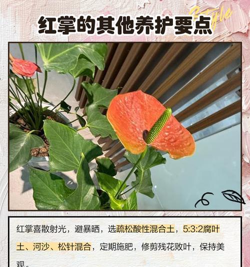 红掌有蚜虫，如何应对？（掌握关键方法，让红掌重现生机）