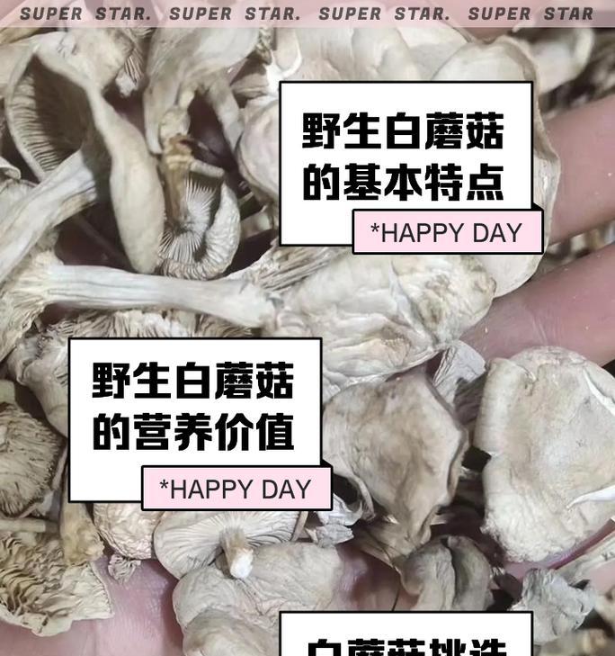 探究蘑菇生长的条件和特性（解密蘑菇生命的秘密，搭建蘑菇生长场的要点）
