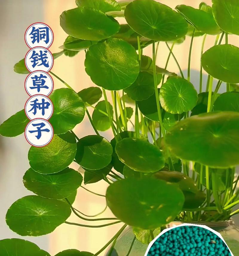 如何培养铜钱草叶片绿的技巧（打造绿意盎然的铜钱草家园）