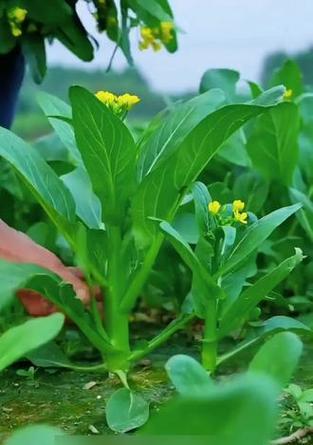 菜心种子的种植技巧（让您的菜心长势喜人的实用方法）