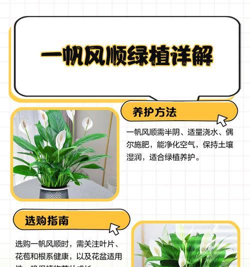 叶子上出现白点该如何处理（保护植物叶子健康的有效方法）