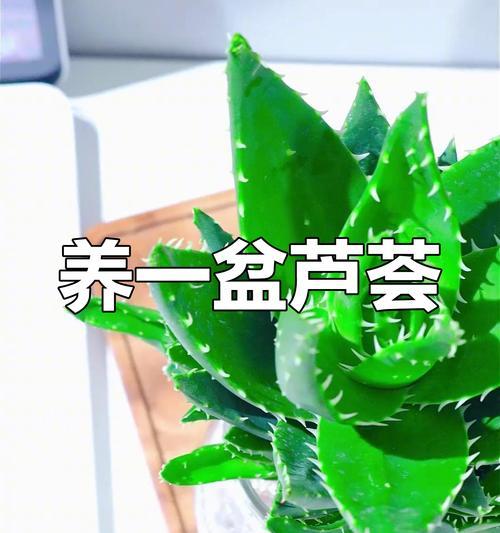 家庭养殖芦荟的移栽技巧（如何正确移栽家庭养殖的芦荟）