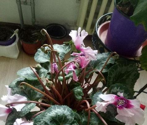 以仙客来花（沐浴花海，领略大自然的宝藏之美）