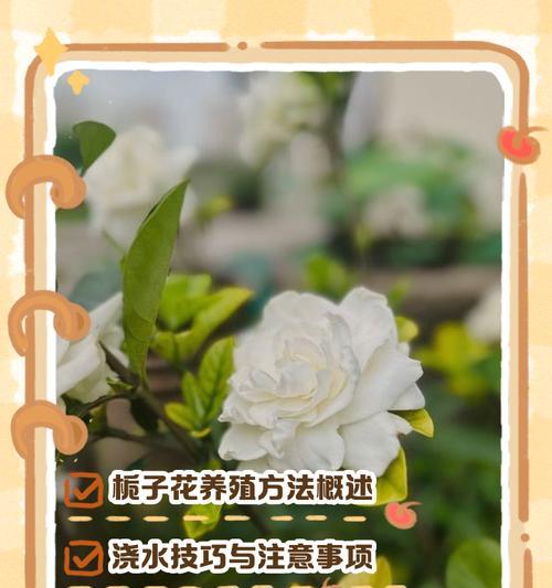冬季桅子花养殖技巧（如何在寒冷的冬天正确养护桅子花）