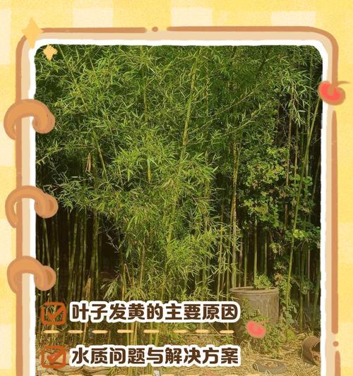 竹子叶子边缘变黑的原因及处理方法（探究竹子叶子边缘变黑的原因及提供相应的处理方法）