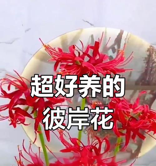 夏季彼岸花的养护指南（打造盛夏花海，享受彼岸花的独特魅力）