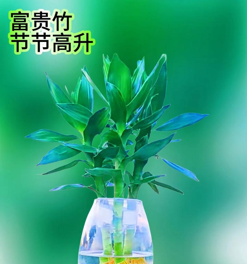观音竹——美化阳台的不二选择（从选择到养护，教你打造美丽阳台）