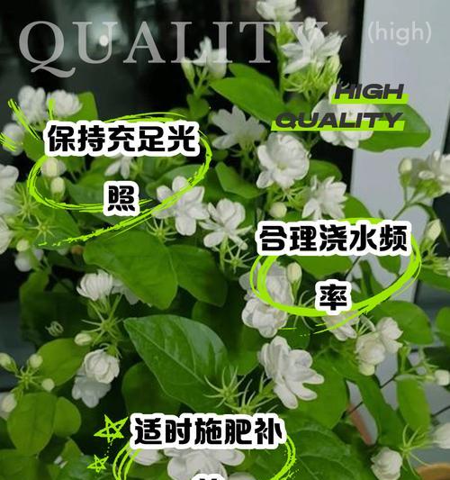 稳定花的养护指南（掌握稳定花的养护技巧，让你的花卉长盛不衰）