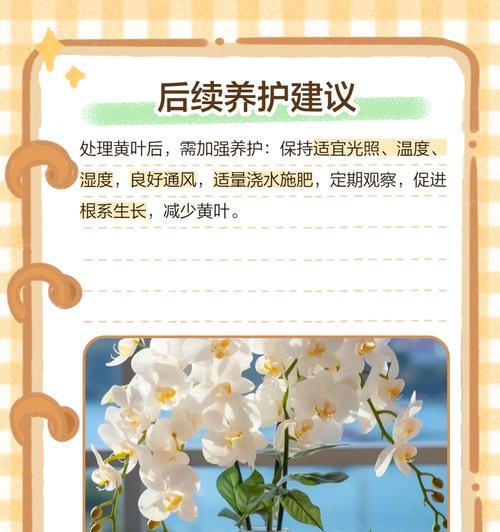 蝴蝶兰软腐病的防治措施（消毒是关键，提高病害抵抗力是关键）