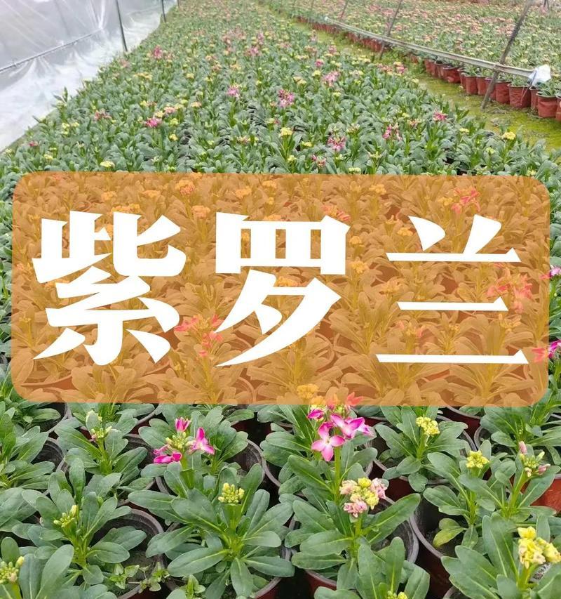 紫罗兰的养殖方法（打造迷人花坛的秘密）