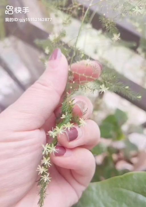 松树开花的寓意（探究松树开花所代表的象征意义）