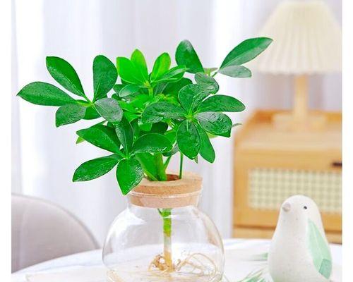 水养鸭脚木的养殖技巧与方法（掌握关键要点，让你的鸭脚木健康茁壮成长）