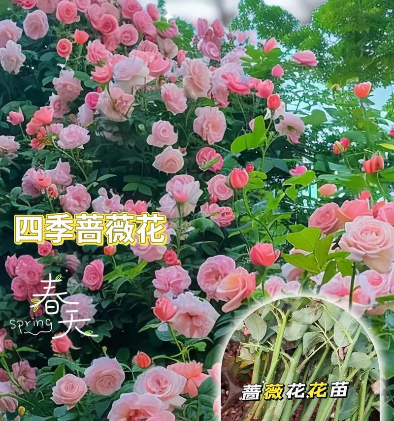 蔷薇种子的播种时间和方法（蔷薇种植的注意事项及护理技巧）