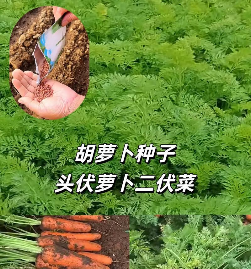 水萝卜的最佳播种时间与注意事项（春季适宜种植水萝卜做好准备助丰收）