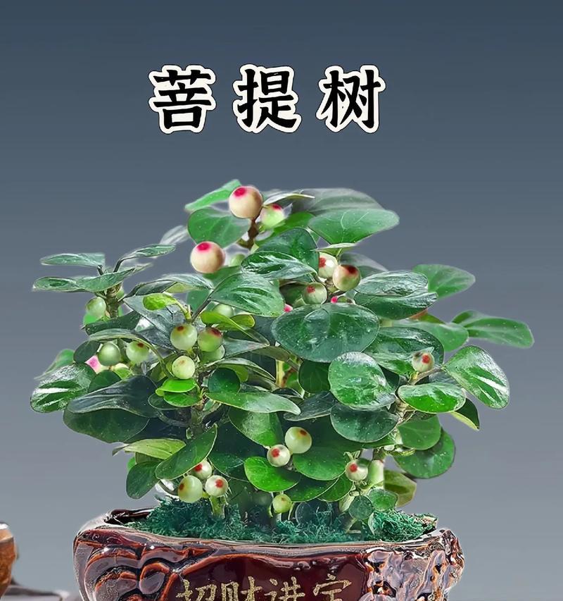 招财树养护全攻略（招财树养护指南，从光照到浇水你需要知道的一切）