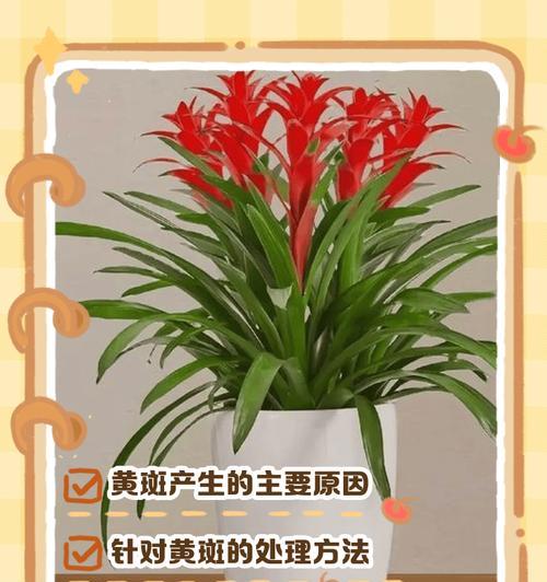 芦荟叶子为何变黄及处理方法（解决芦荟叶子变黄的有效方法）
