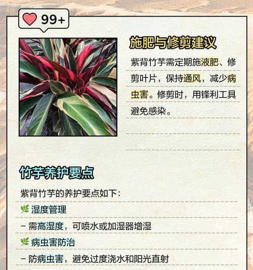 如何拯救濒危的紫背竹芋？（紫背竹芋救治指南及关键技巧）