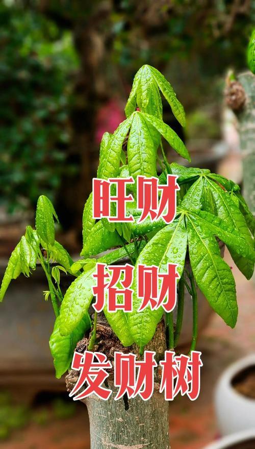 招财树的养殖与繁衍之道（助您迎来财运滚滚的招财树养护技巧）