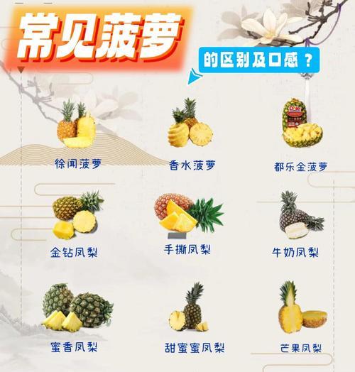详解凤梨分株及繁殖方法（图解分株时间，快速繁殖凤梨）