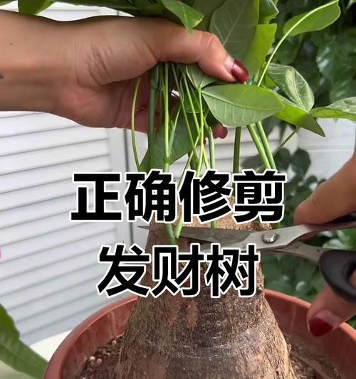 发财树修枝技巧大揭秘（掌握正确修枝方法，让你的发财树更加茂盛）