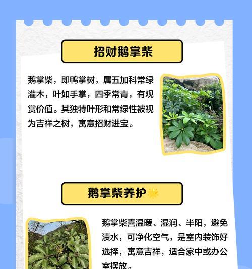 八鸭脚树的养护指南（打造绿意盎然的八鸭脚树家园）