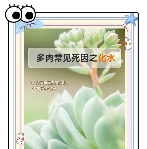 多肉冬季化水的处理方法（保护多肉植物免受冬季过浇水的伤害）