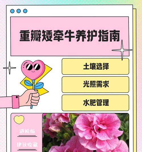 秋冬如何养护矮牵牛？（掌握关键要点，让你的矮牵牛茁壮成长）
