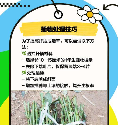 以鹅掌木小叶怎么扦插——种植技巧解析（掌握关键步骤，让鹅掌木繁衍生息）