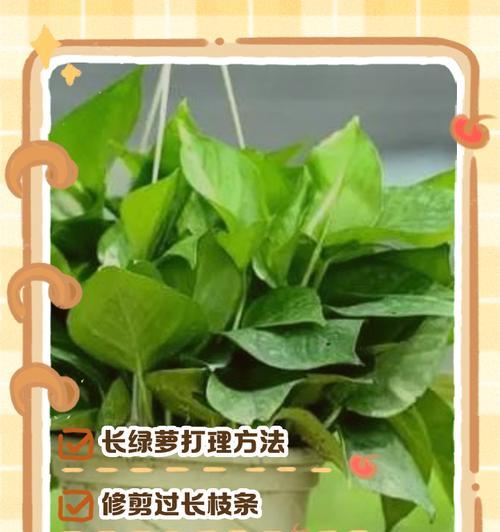绿萝串根的养护与管理（打造健康美丽的绿萝串根）
