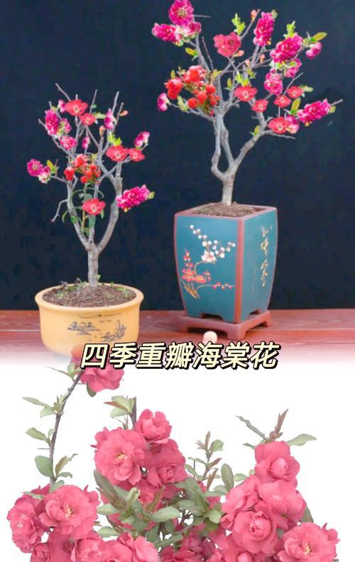 四季秋海棠叶子不多的原因及解决方法（探究秋海棠叶子减少的原因，提供有效解决方案）