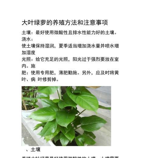 清水绿萝的养殖技巧（打造健康繁茂的清水绿萝家庭花园）