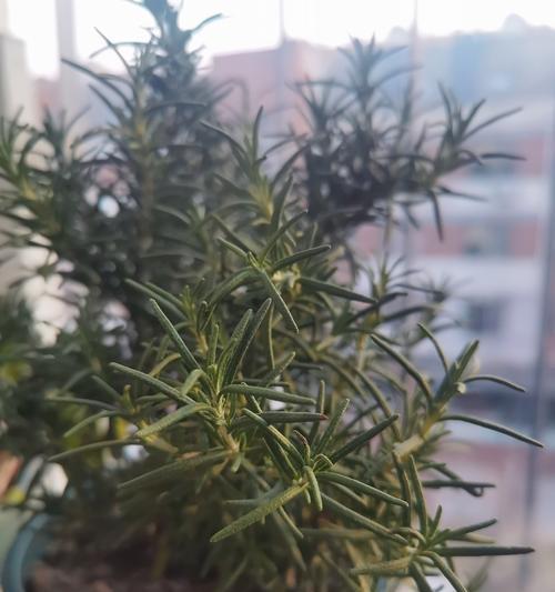 迷迭香盆栽的养护指南