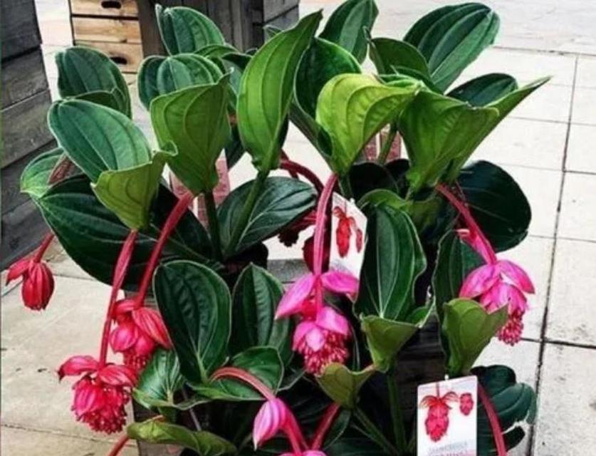 以灯了花的养护秘籍（让你的花朵焕发绚丽光彩的养护方法）