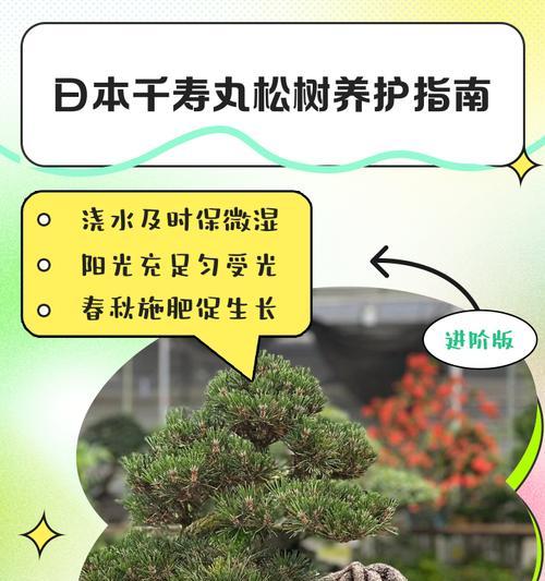 松树嫁接的最佳时间和技巧（掌握高成活率的关键，让松树繁茂生长）