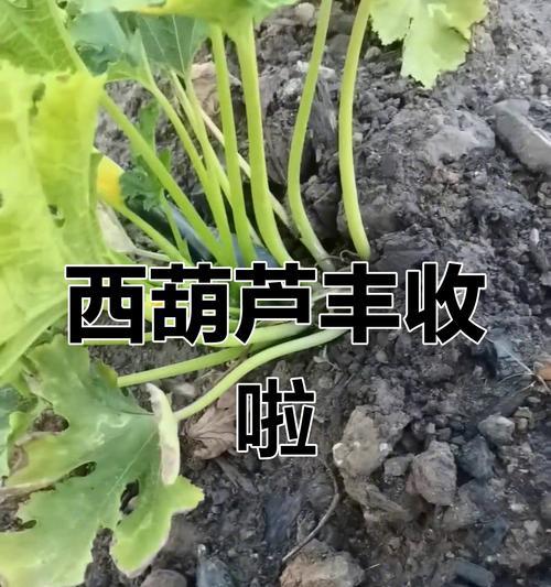 领略鲜活多汁的直接摘葫芦美味（直接摘葫芦，体验大自然的馈赠）