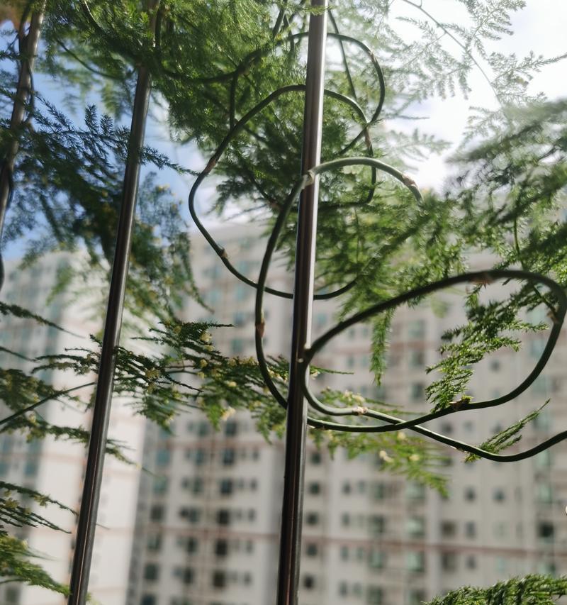 如何浇水使云竹更绿（掌握关键的浇水技巧，让云竹焕发翠绿生机）