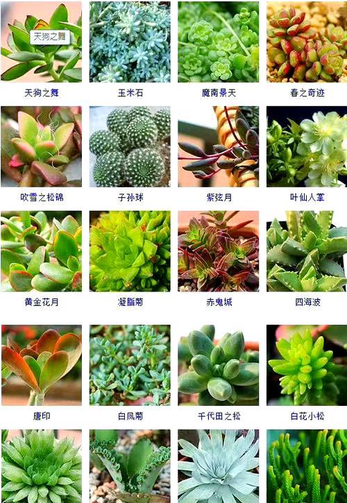 《揭秘天狗之舞的养殖技巧》（探索天狗之舞如何培养出壮丽的姿态与优雅的舞姿）