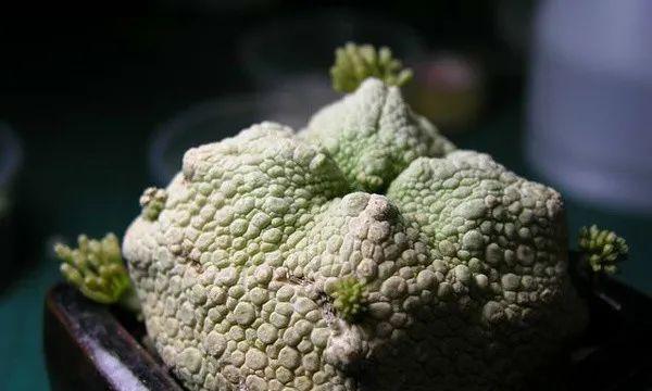 以凝蹄玉怎么养（从选购到养护，打造迷人凝蹄玉）