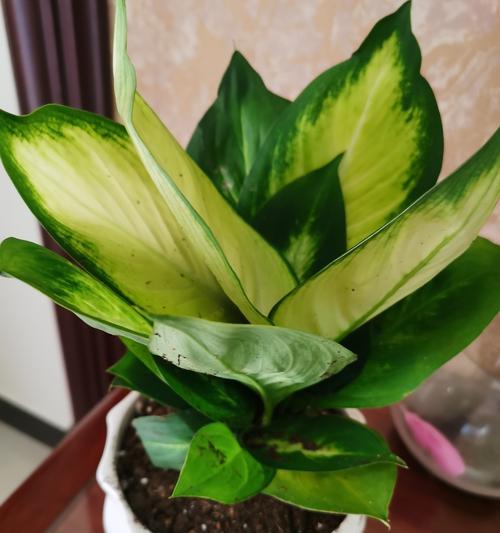 万年青花的水养方法大全（轻松学会给万年青花正确浇水，让它茁壮成长）