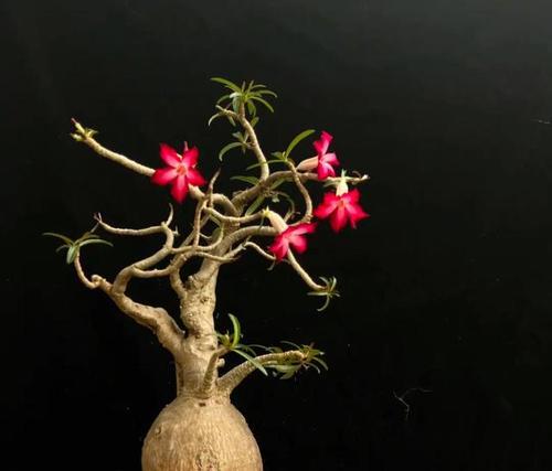 如何养护以水陪的沙漠玫瑰（探索水陪沙漠玫瑰的养护技巧与诀窍）