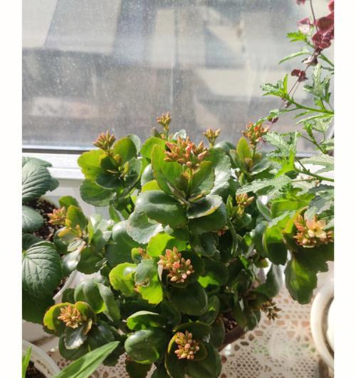佛手花不开花的解决方法（从根本上改善佛手花不开花的问题）