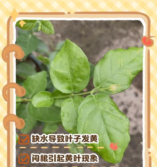 茉莉叶子碎了怎么办？（有效修复茉莉叶子的方法及注意事项）