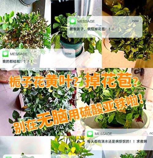 栀子花的花骨朵少之谜（探究栀子花为何花骨朵较少的原因）