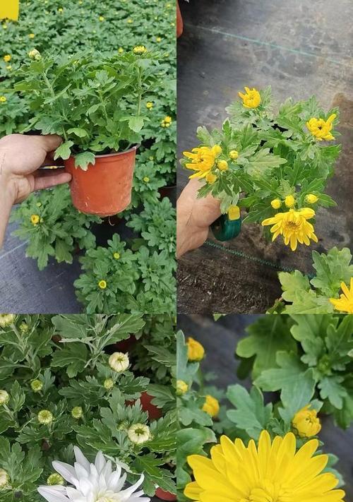 黄金菊花败了怎么办？（应对黄金菊花败露的有效方法）